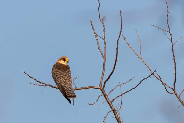 一只小猎鹰或澳大利亚人霍比栖息在枯死的树枝上 靠着蓝蓝的天空 — 图库照片