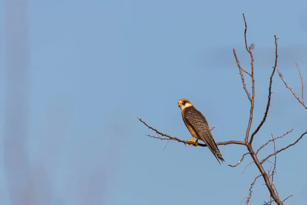 一只小猎鹰或澳大利亚人霍比栖息在枯死的树枝上 靠着蓝蓝的天空 — 图库照片