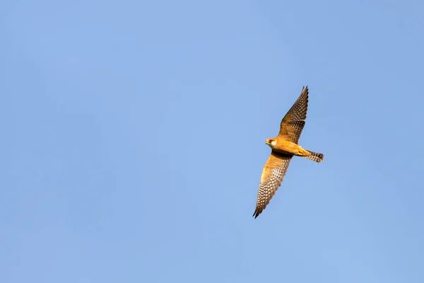 Falcão Bebé Voar Animais Liberdade Pássaro Falcão Voando Sobre Pinheiros — Fotografia de Stock