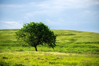 Kırsal kesimde güzel bir yaz günü. Issız bir ağacı, bitkileri ve yeşil otları olan bir tarla. Beyaz bulutlu güzel bir gökyüzü.