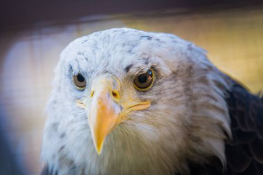 Kel bir kartal portresi ya da haliaeetus leucocephalus.