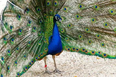 Erkek tavus kuşunu, kuyruğunun tüylerini tamamen açmış bir şekilde kapat..