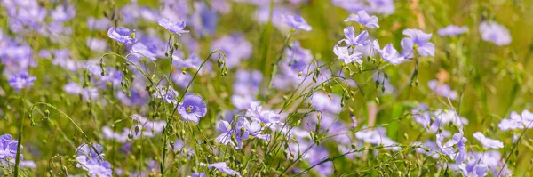 Lumineuse Fleur Bleue Délicate Fleur Ornementale Lin Pousse Sur Fond — Photo