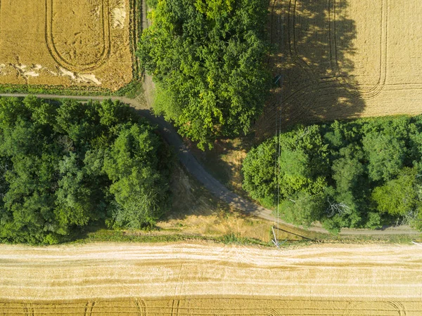 Aerial Landskap Sommarvete Och Korn Fält Grödor För Skörd Rad — Stockfoto