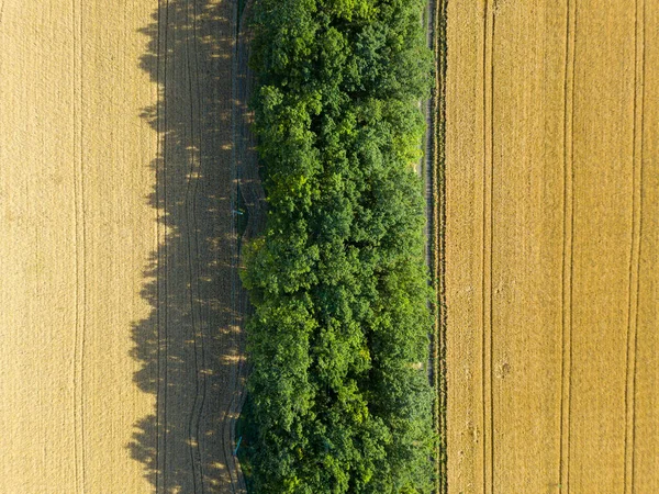 Peisajul Aerian Culturilor Grâu Vară Orz Pentru Recoltare Rând Copaci — Fotografie, imagine de stoc
