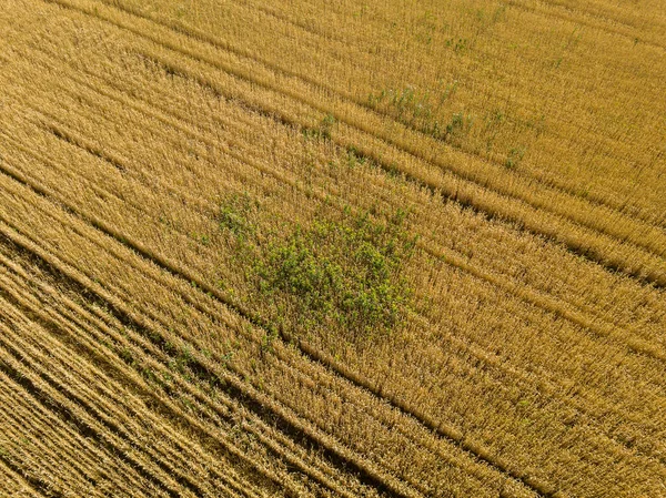 Letecký Pohled Shora Zlaté Pšeničné Pole Venkovské Přírodní Pozadí — Stock fotografie