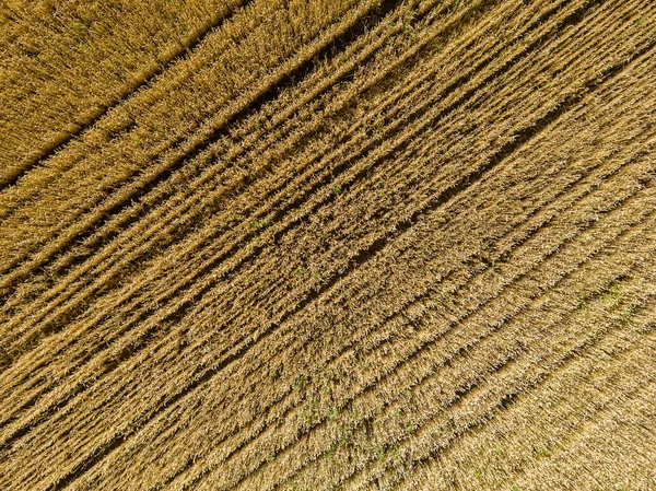 Вид Сверху Воздуха Золотое Пшеничное Поле Сельская Природа — стоковое фото