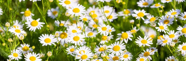 Wilde Kamille Ochsenauge Daisy Wiese Hintergrund Naturmuster — Stockfoto