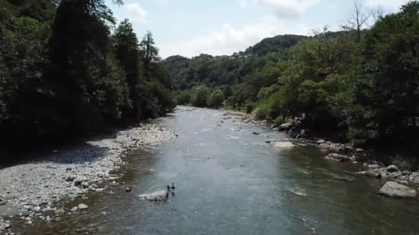 Εναέρια άποψη 4K. Πτήση χαμηλού υψομέτρου πάνω από φρέσκο γρήγορο ορεινό ποτάμι με βράχια το ηλιόλουστο πρωινό του καλοκαιριού. Πράσινα πεύκα και ακτίνες του ήλιου. — Αρχείο Βίντεο