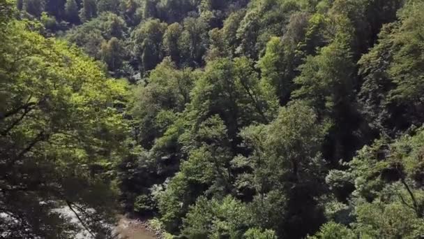 Μικρό βουνό ποτάμι στο φαράγγι με πράσινο δάσος — Αρχείο Βίντεο