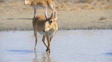 Bir saiga sürüsü vahşi doğada gölden su içer.
