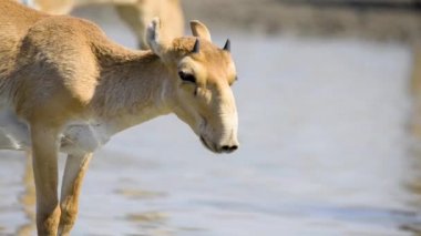 Bir saiga sürüsü vahşi doğada gölden su içer.