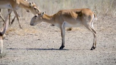 Bir saiga sürüsü vahşi doğada gölden su içer.