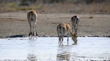 Bir saiga sürüsü vahşi doğada gölden su içer.