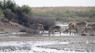Bir saiga sürüsü vahşi doğada gölden su içer.