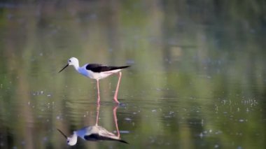 Kara kanatlı Stilt ya da Himantopus himantopus gölet suyunda