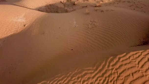 Flygfoto Ett Beige Gyllene Vinkande Mönster Sanddyner Vid Solnedgången Drönare — Stockvideo