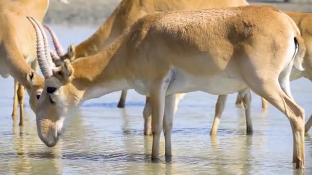 野生の自然の中で湖から水を飲むサイガスの群れ — ストック動画