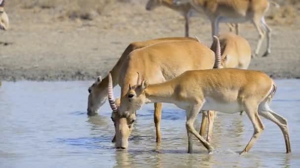 Ένα Κοπάδι Σάιγκα Πίνει Νερό Από Λίμνη Στην Άγρια Φύση — Αρχείο Βίντεο