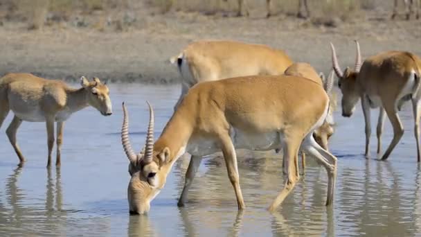 Branco Saigas Beve Acqua Del Lago Nella Natura Selvaggia — Video Stock