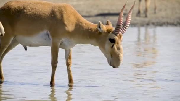 Un troupeau de saigas boit l'eau d'un lac dans la nature sauvage