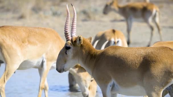 Troupeau Saigas Boit Eau Lac Dans Nature Sauvage — Video