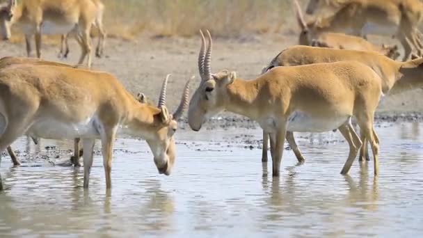 Een Kudde Saigas Drinkt Water Uit Het Meer Wilde Natuur — Stockvideo
