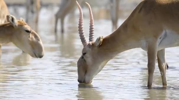 Branco Saigas Beve Acqua Del Lago Nella Natura Selvaggia — Video Stock