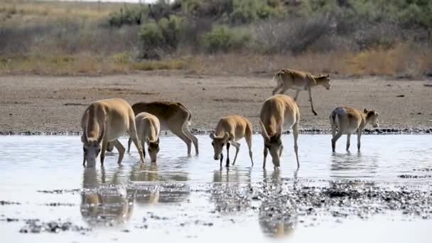 Una manada de saigas bebe agua del lago en la naturaleza salvaje — Vídeos de Stock