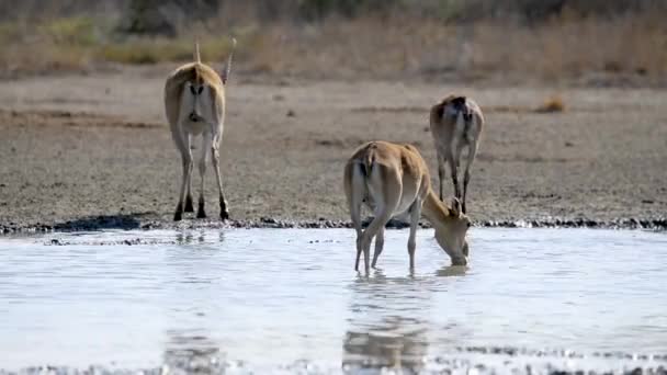 Stádo saigas pije vodu z jezera v divoké přírodě — Stock video