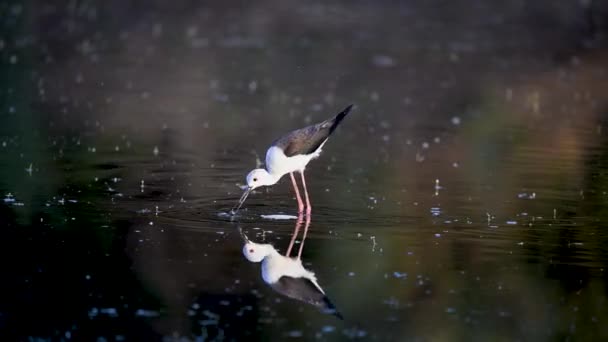 Stilt alado negro o himantopus himantopus en agua de estanque — Vídeo de stock