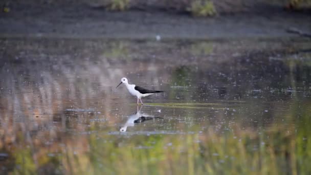 Black Winged Stilt or Himantopus himantopus in water of pond — Stock video