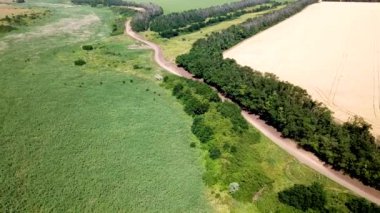 Yeşil ve altın tarlaların, ağaçların ve kırsal toprak yolların havadan görünüşü.