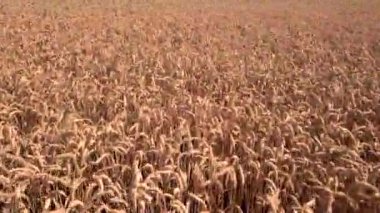 Buğday tarlası. Tarlada altın buğday kulakları. Buğday tarlası üst görünümü. Rüzgar, tahıl mahsullerini savurur.
