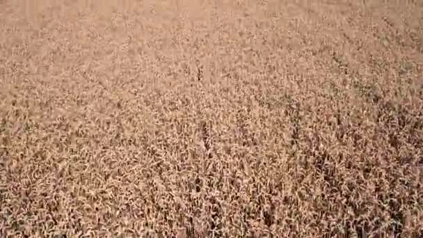 麦畑だ フィールド上の小麦の黄金の耳 麦畑の上からの眺め 穀物の収穫を揺らす風 — ストック動画