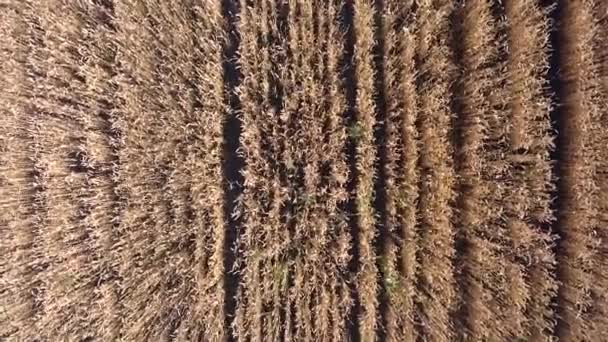 Buğday Tarlası Tarlada Altın Buğday Kulakları Buğday Tarlası Üst Görünümü — Stok video