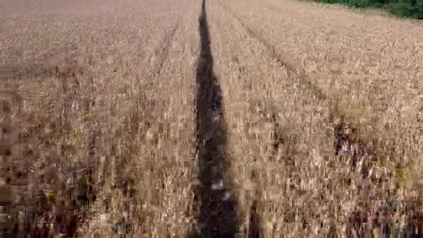 Champ de blé. Des épis de blé dorés sur le champ. Champ de blé vue de dessus. Le vent fait basculer la récolte des céréales