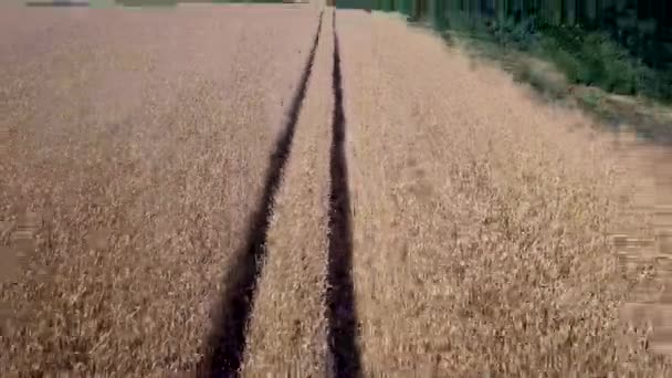 Weizenfeld Goldene Ähren Auf Dem Feld Weizenfeld Von Oben Der — Stockvideo