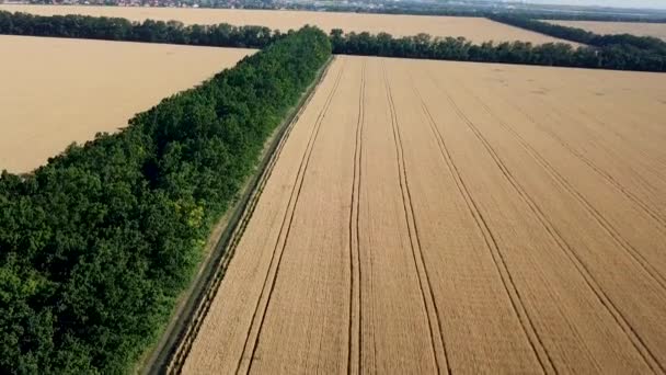 Yeşil Altın Tarlaların Ağaçların Kırsal Toprak Yolların Havadan Görünüşü — Stok video