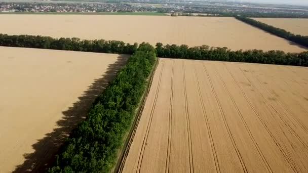金色的田野 成排的树木和乡间土路的空中景观 — 图库视频影像