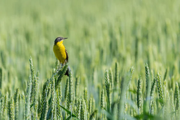 Gele Kwikstaartvogel Oren Van Tarwe — Stockfoto