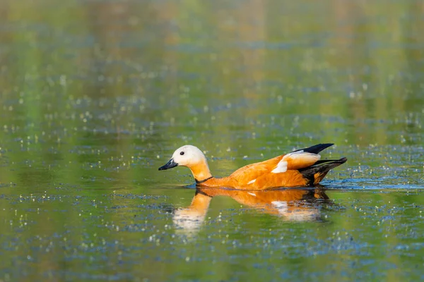 Ruddy Shelduck Samica Swoim Naturalnym Środowisku — Zdjęcie stockowe