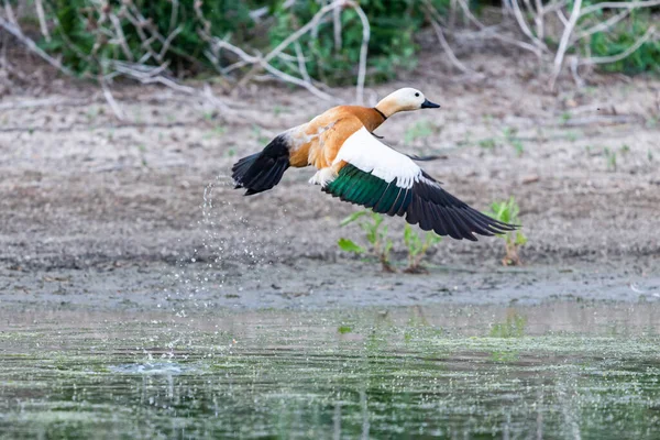 Canard Roux Femelle Dans Son Habitat Naturel — Photo