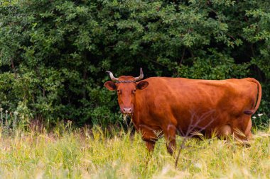 Kahverengi boynuzlu inek çiftlikte ot yiyor. Çiftlik doğası kavramı