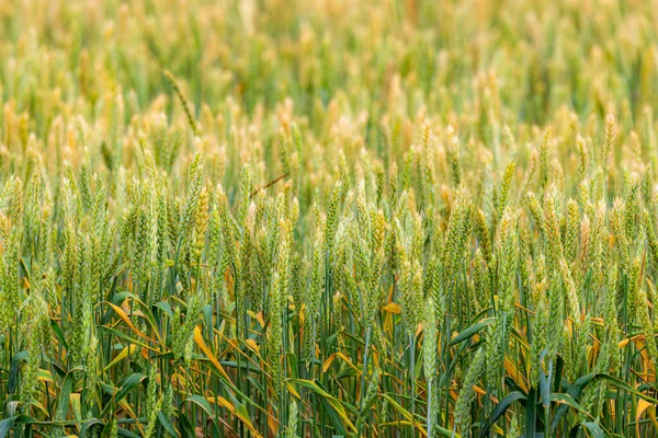 Yeşil Buğday Tarlası Geçmişi Doğa Tarım Kavramı — Stok fotoğraf
