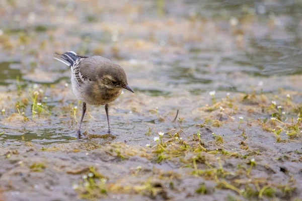 Jonge Witte Kwikstaart Motacilla Alba Zittend Een Tak Buurt Van — Stockfoto