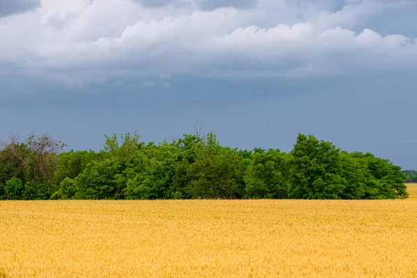 Campo Trigo Dorado Con Árboles Contra Cielo Tormentoso Con Nubes —  Fotos de Stock