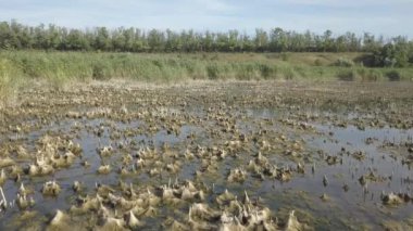 Göl sazlıklarla kaplı. Bataklıklar üzerinde İHA uçuşu.