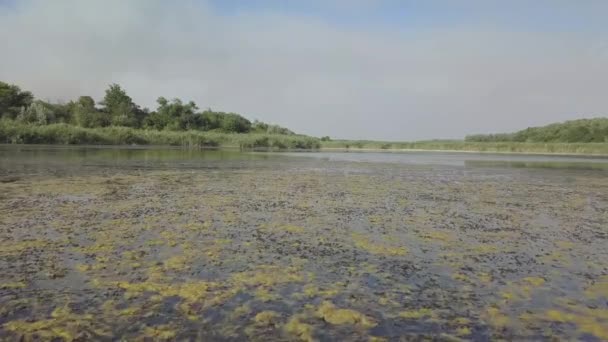 Het meer is bedekt met riet, drone vlucht over de moerassen — Stockvideo