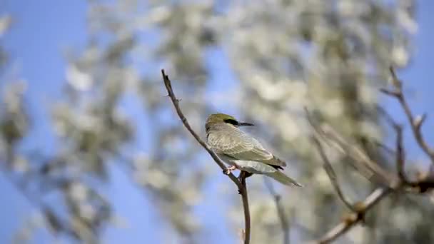 Blåstjärtad biätande fågel på grenen — Stockvideo